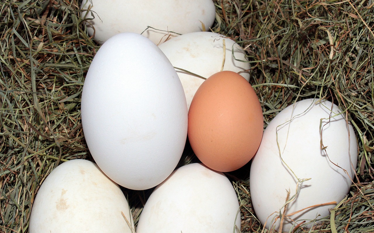 Verschiedene grosse Eier im Nest