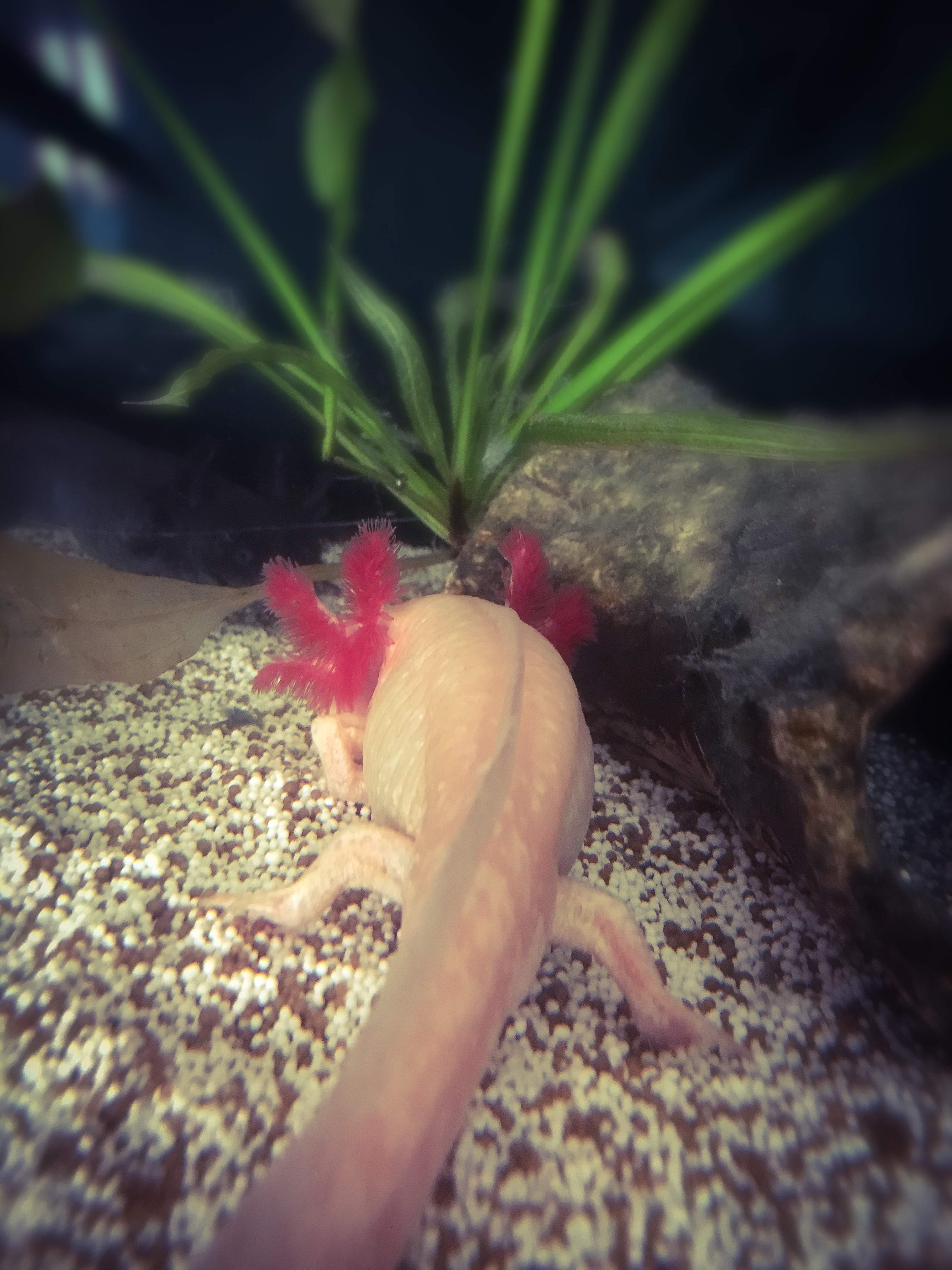 Malawi Cichliden & Axolotl Zucht Hermann